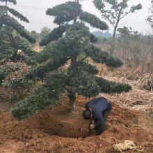 宏景軒苗木種植專業合作社 專業樹木種植經營，打造綠色生態產業鏈