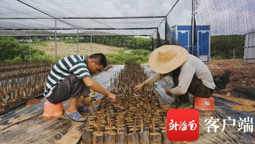 苗準新商機，種下二次創業夢——海墾龍江農場公司轉變思路描繪苗木產業新版圖