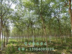 精品國槐，綠化優選 5-10公分國槐苗木，定陶縣有才綠化苗木種植專業合作社專業供應