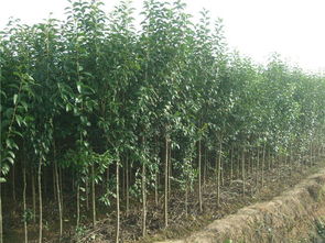 云虎農業 山東大葉女貞苗木栽培、栽植技術與應用價值解析