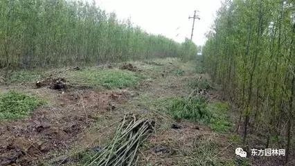 綠化苗木的培育、栽植與管理 樹木種植經營全流程指南