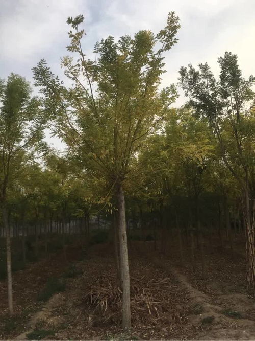 恭賀壽光炳中苗木入駐，攜手苗木通共筑綠色未來——專訪山東王新，深耕白蠟國槐種植經營